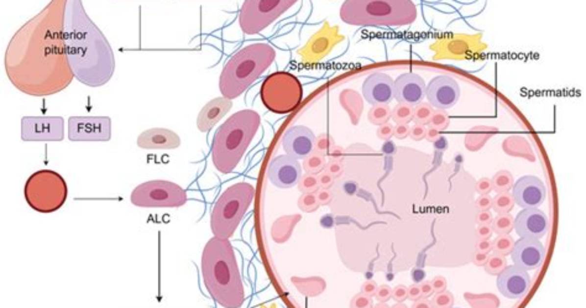 How Do Leydig Cells Produce Testosterone