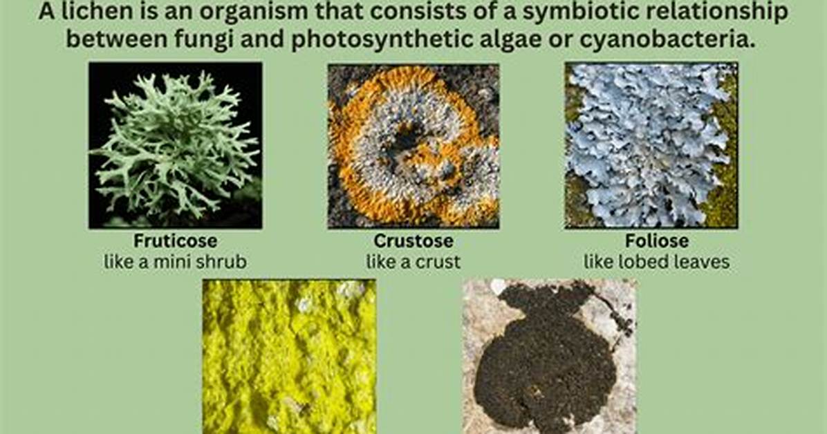How Do Lichens Form