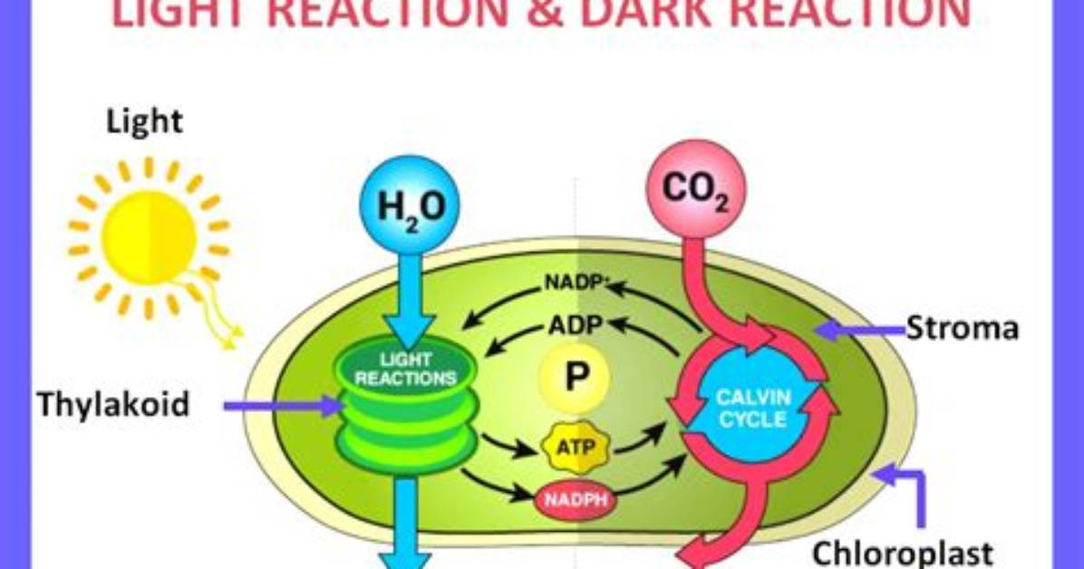 How Do Light and Dark Reactions Work Together