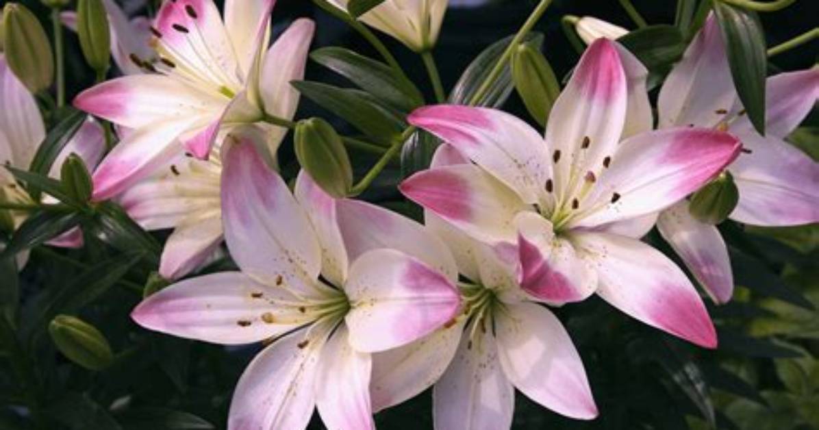 How Do Lilies Adapt