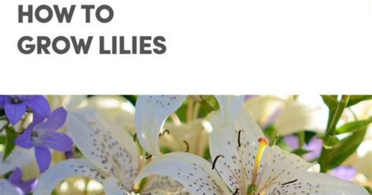 How Do Liliums Grow