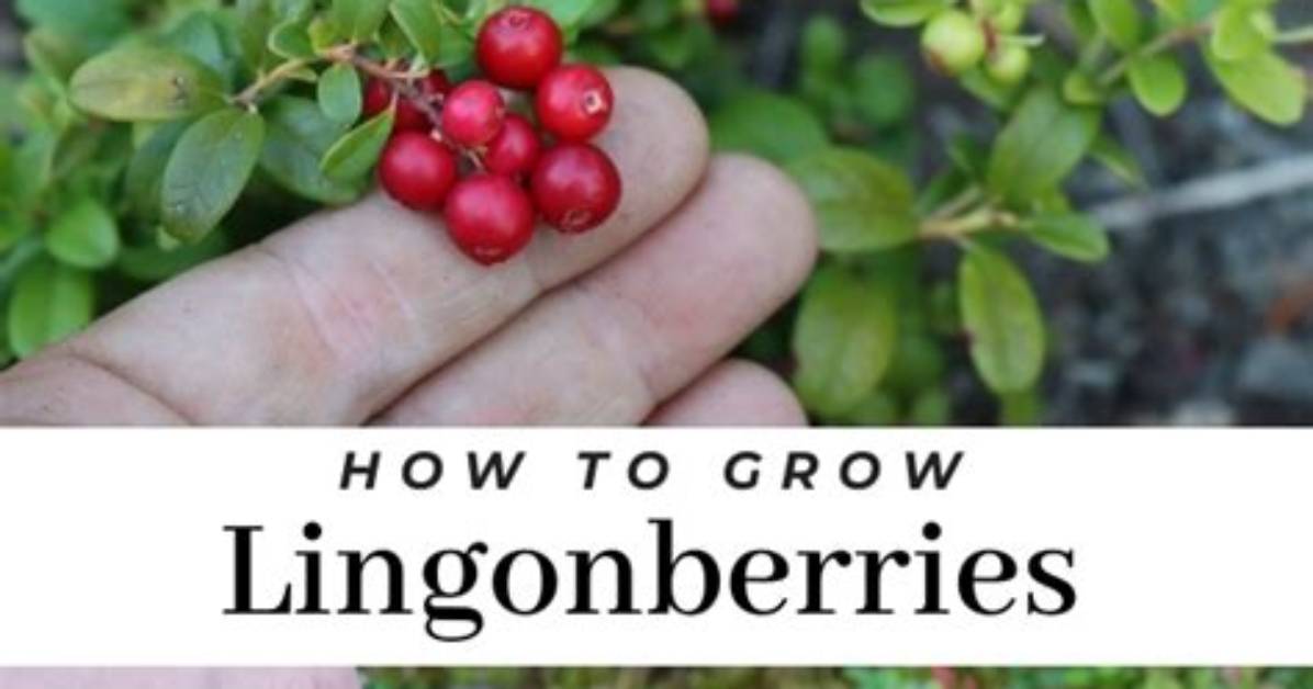 How Do Lingonberries Grow?