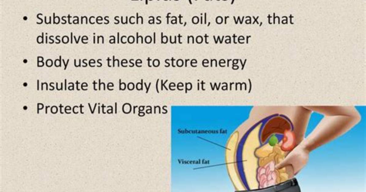 How Do Lipids Insulate the Body