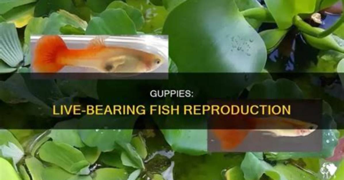 How Do Live Bearing Fish?