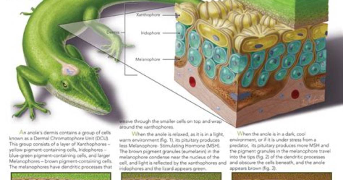 How Do Lizards Change Color