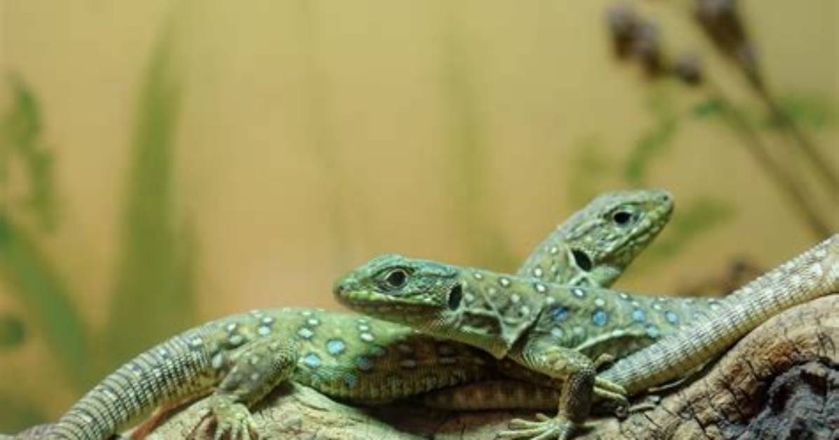 How Do Lizards Reproduce? - Lisbd-Net. Com