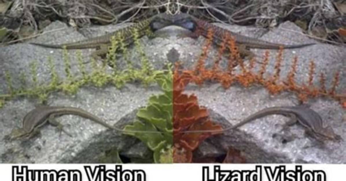 How Do Lizards See?