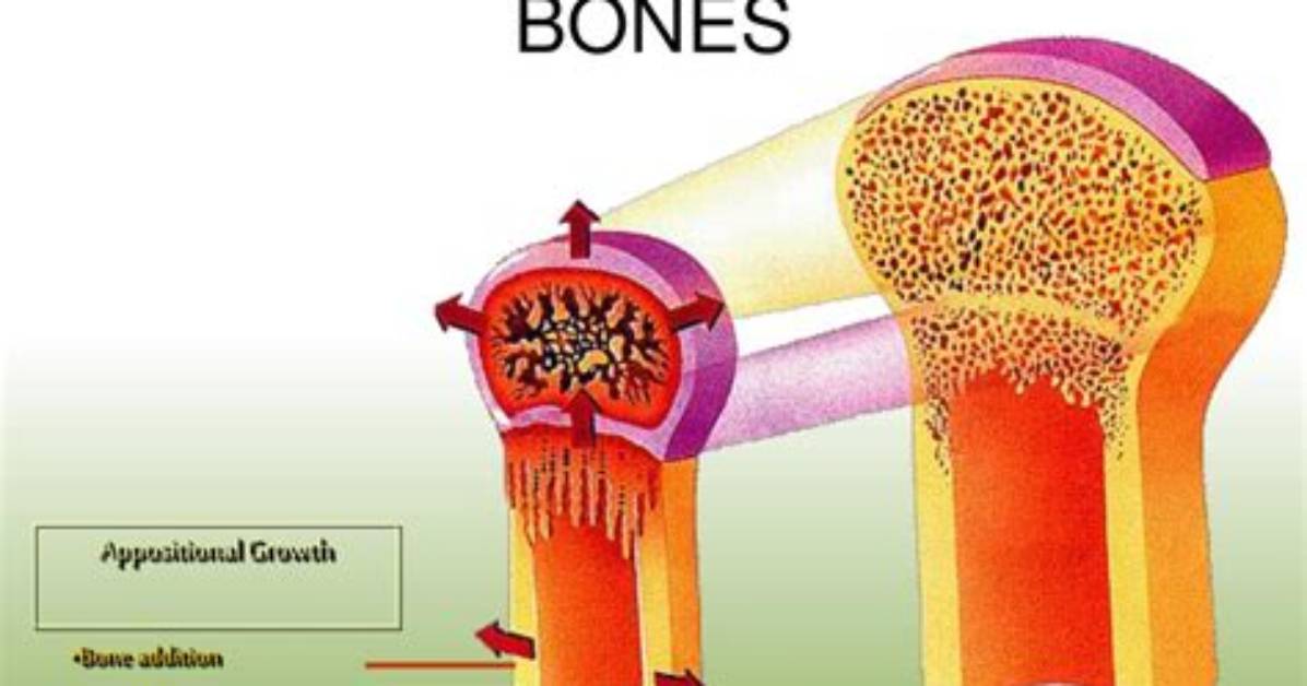 How Do Long Bones Grow?