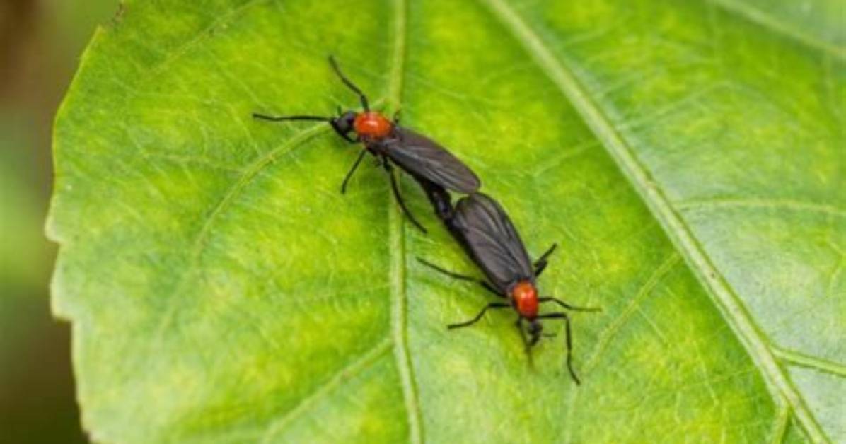 How Do Lovebugs Stick Together?