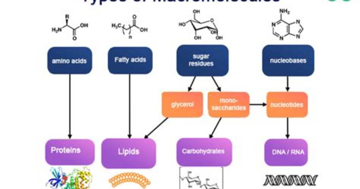 How Do Macromolecules Support Life?