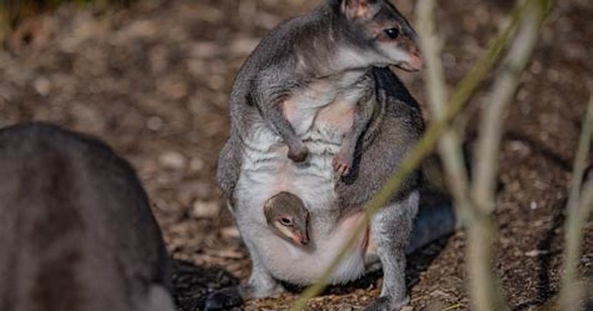 How Do Marsupials Reproduce?