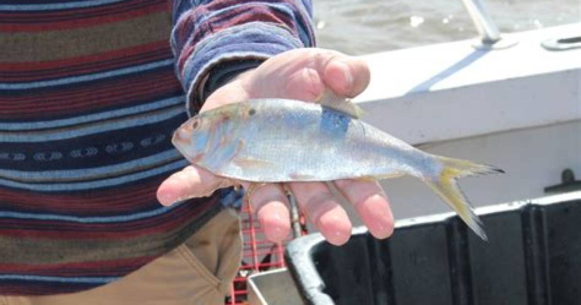 How Do Menhaden Help the Bay?