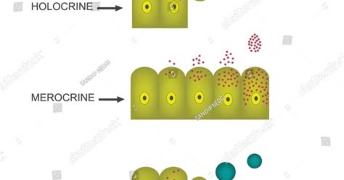 How Do Merocrine Apocrine and Holocrine Differ?