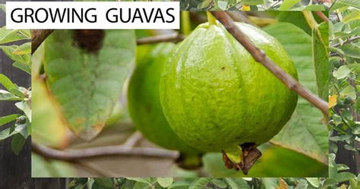 How Do Mexican Guavas Grow