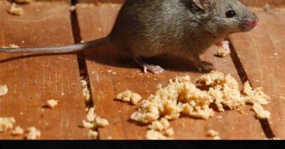 How Do Mice Get in the Attic