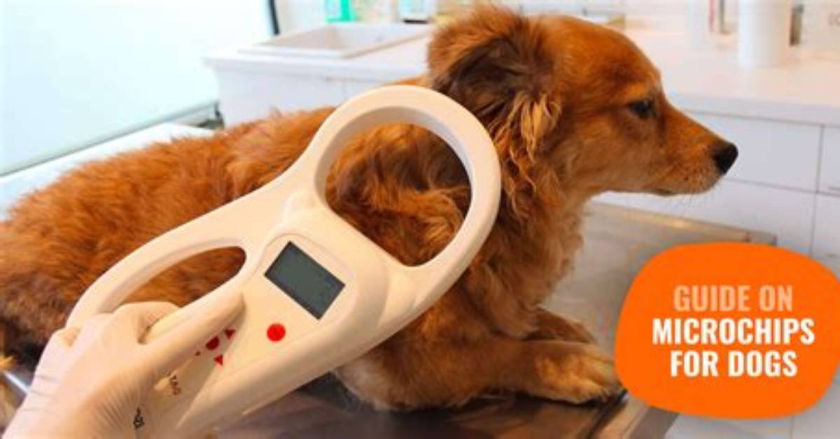How Do Microchip Dog Doors Work