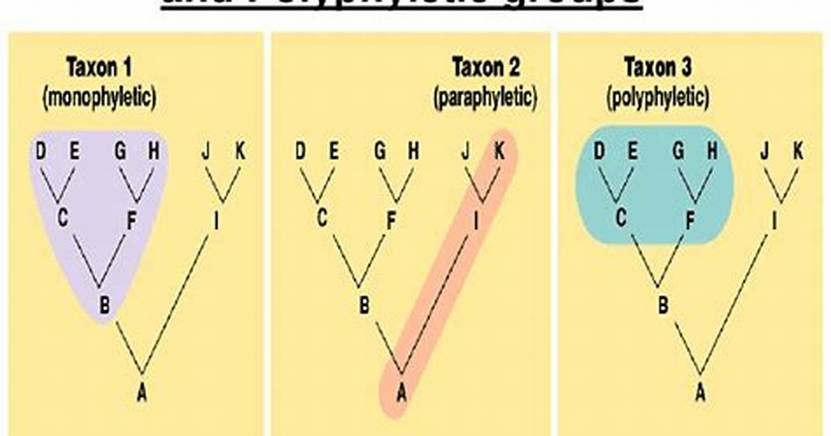 How Do Monophyletic Paraphyletic and Polyphyletic Differ?