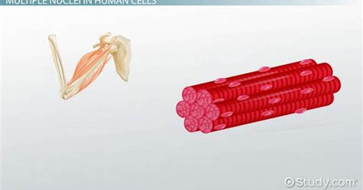 How Do Muscle Cells Become Multinucleated?