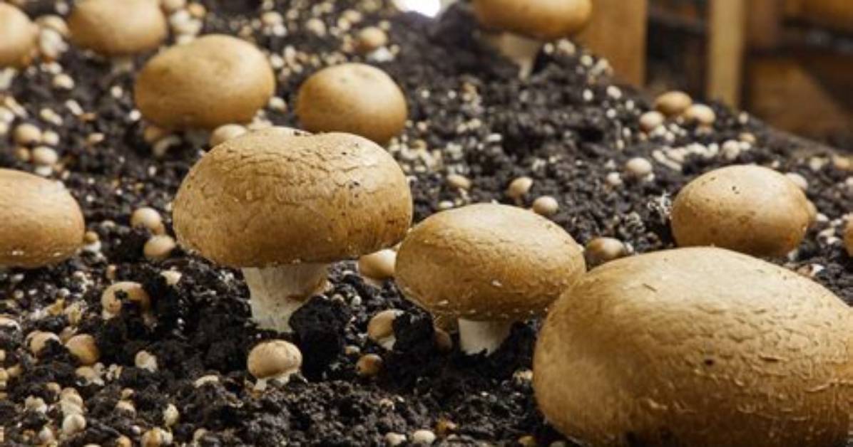 How Do Mushrooms Grow?