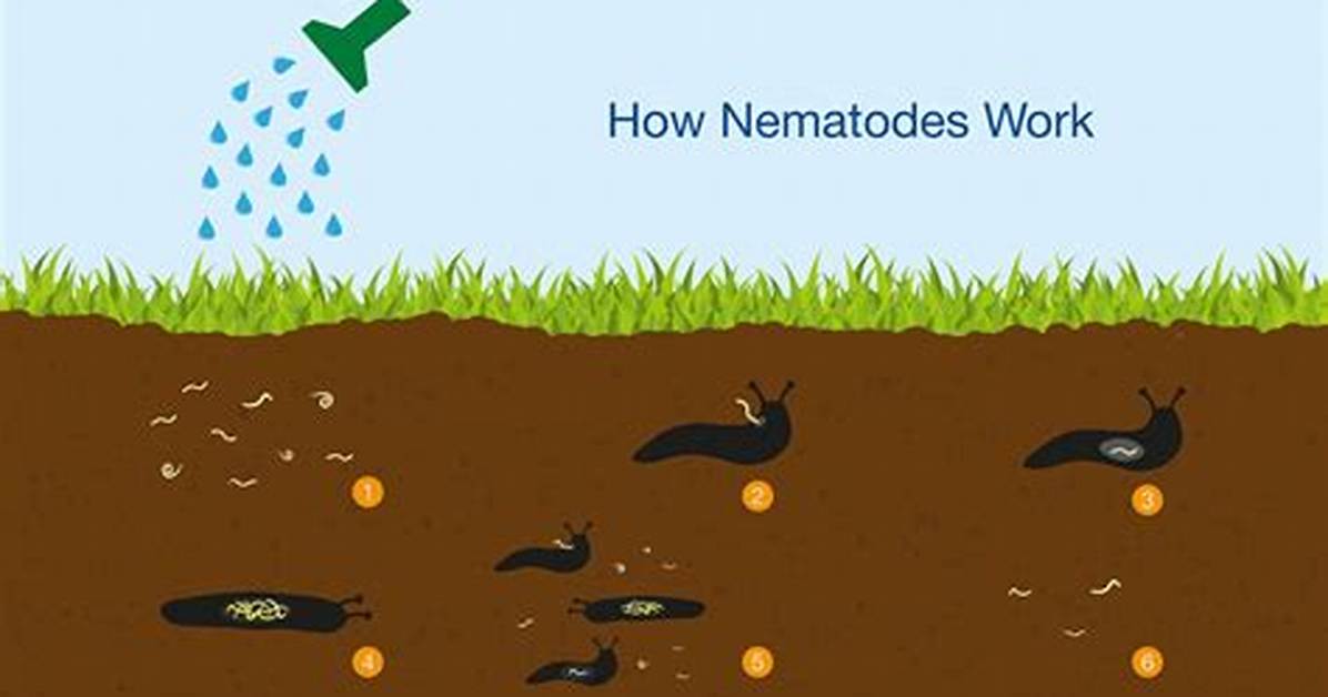 How Do Nematodes Work