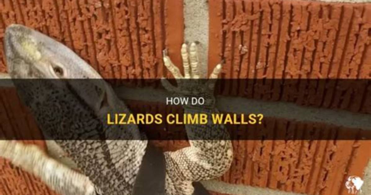 How Do Ninjas Climb Walls