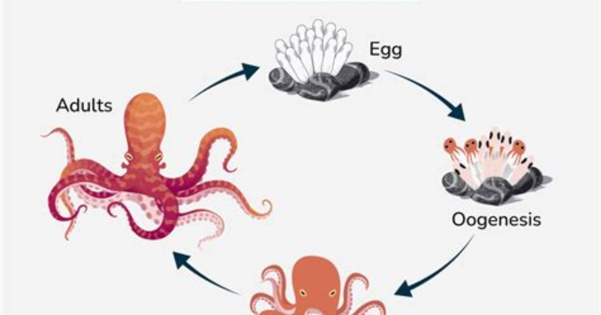 How Do Octopus Have Babies?