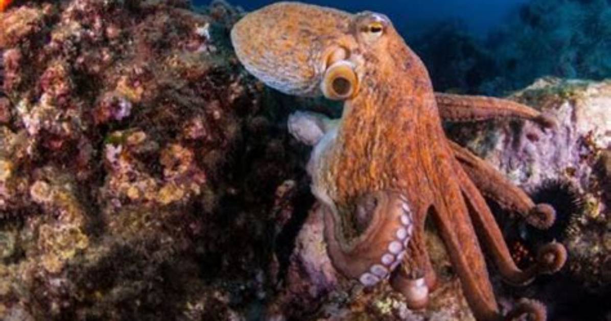 How Do Octopus Poop and Pee