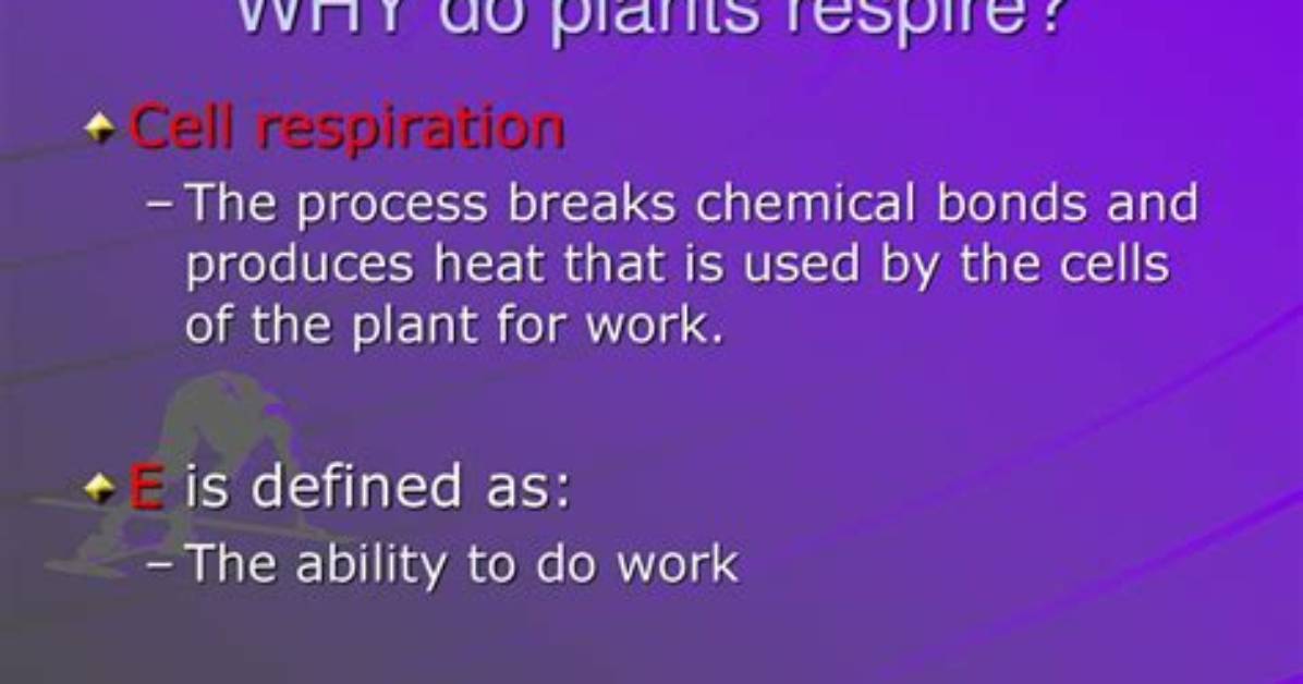 How Do Opisthobranchs Respire?
