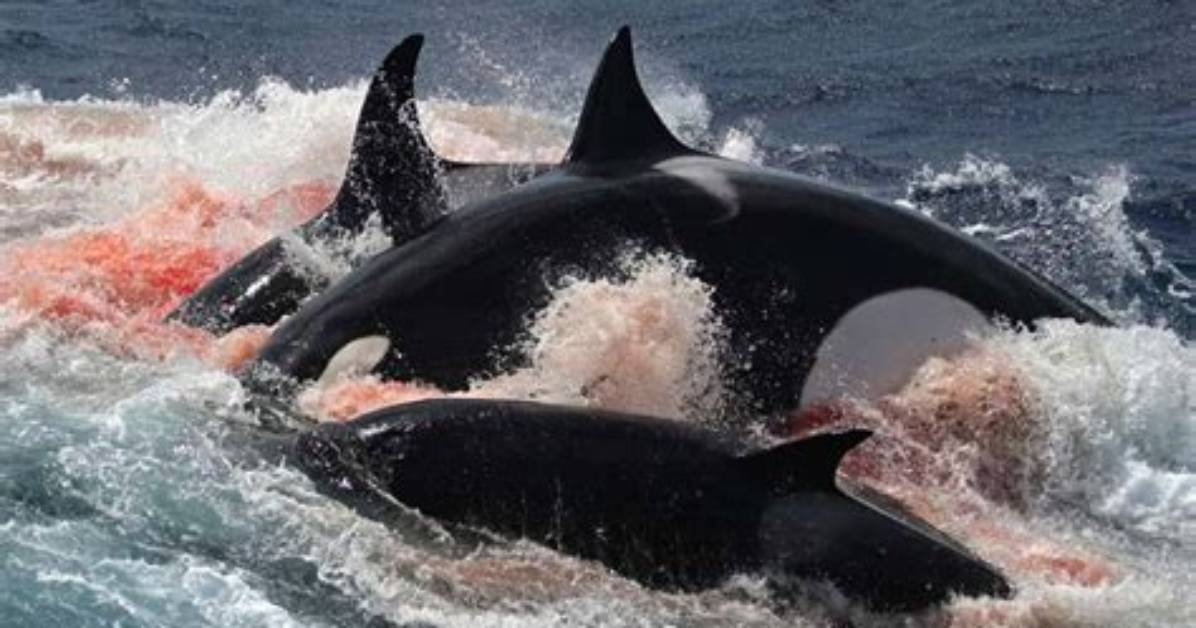 How Do Orcas Kill Prey