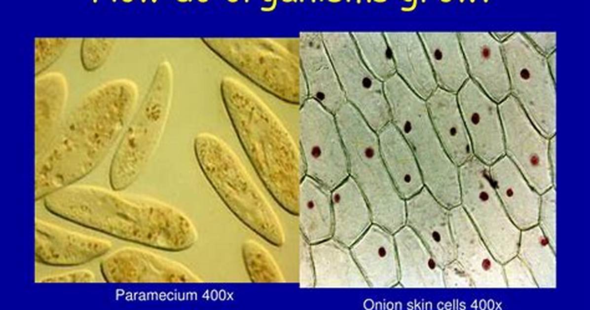 How Do Organisms Grow - Lisbd-Net. Com
