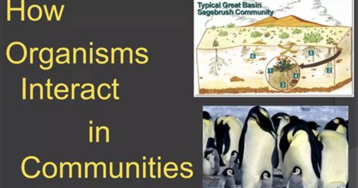 How Do Organisms Interact with Communities