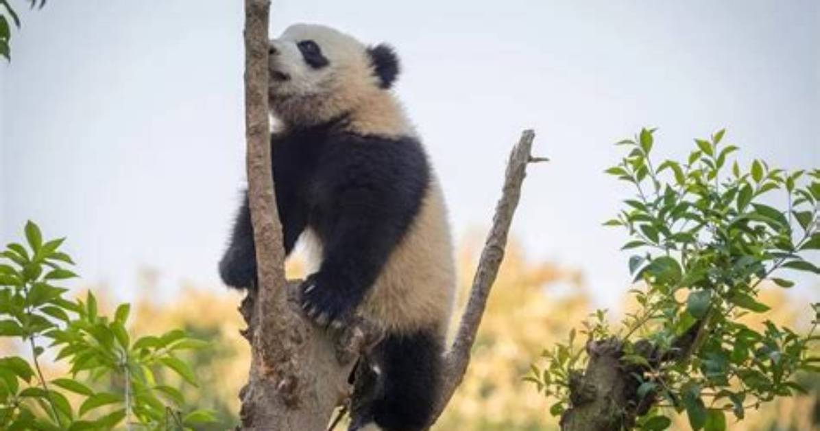 How Do Pandas Protect Themselves