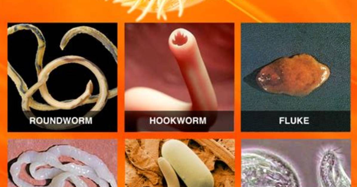 How Do Parasites Breathe