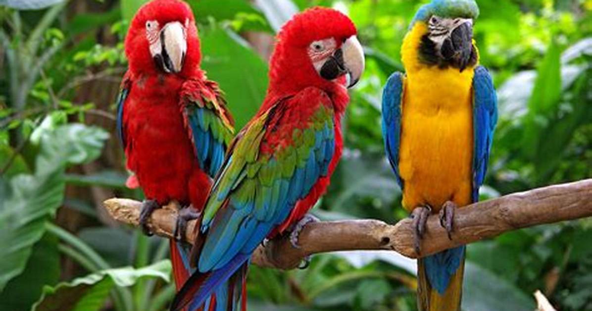 How Do Parrots Look