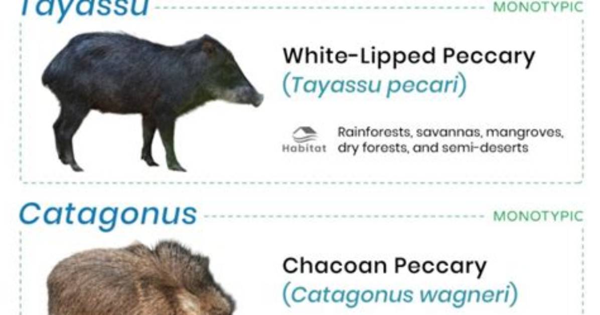 How Do Peccaries Communicate?