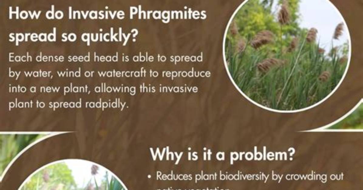 How Do Phragmites Spread