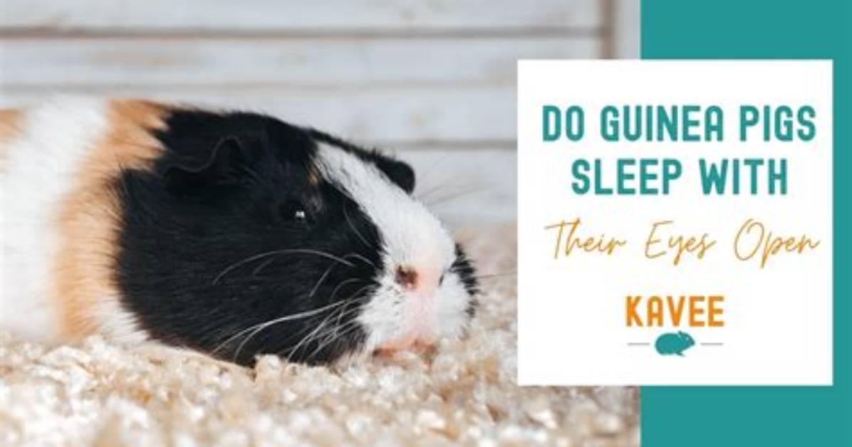How Do Pigs Sleep - Lisbd-Net. Com