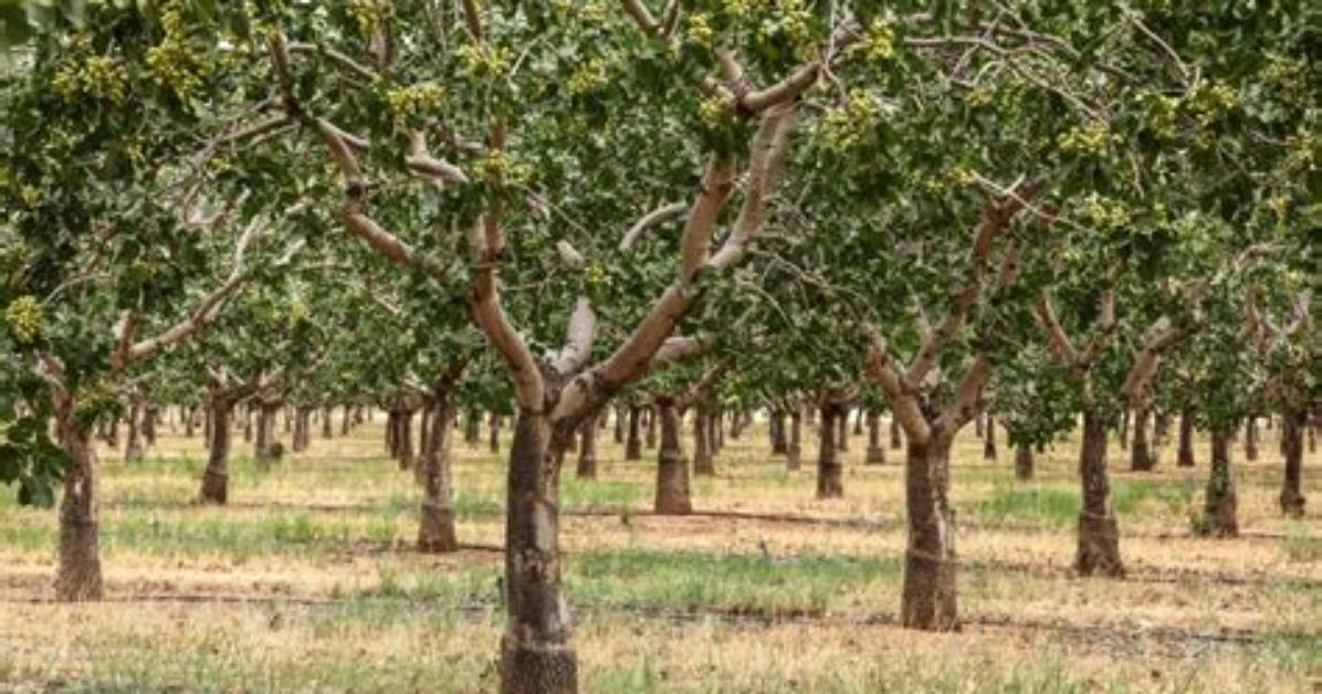 How Do Pistachios Grow