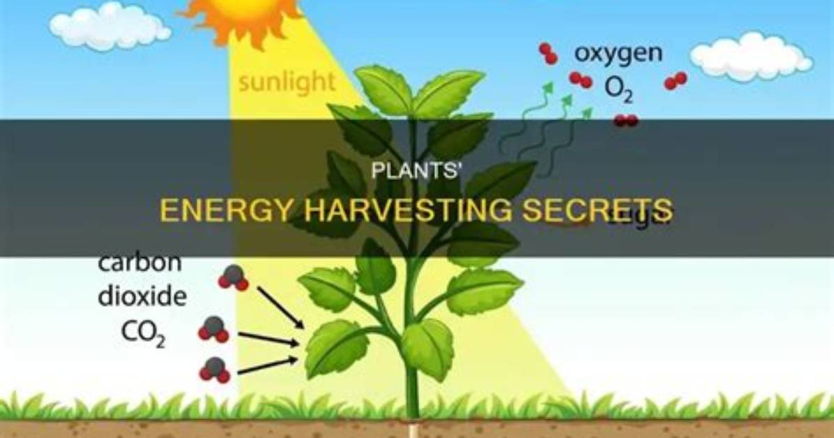 How Do Plants Acquire Energy