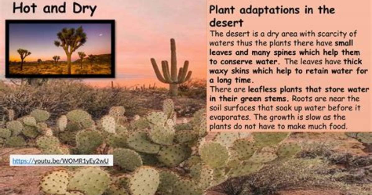 How Do Plants Adapt - Lisbd-Net. Com