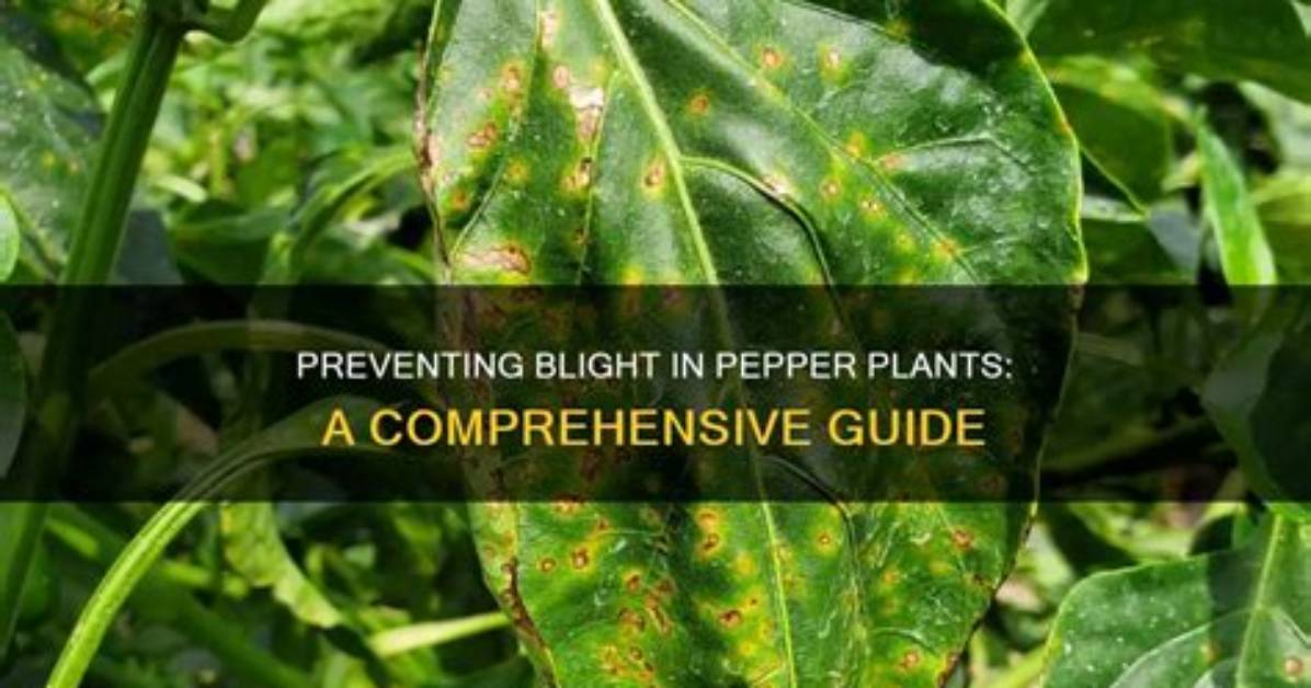 How Do Plants Get Blight