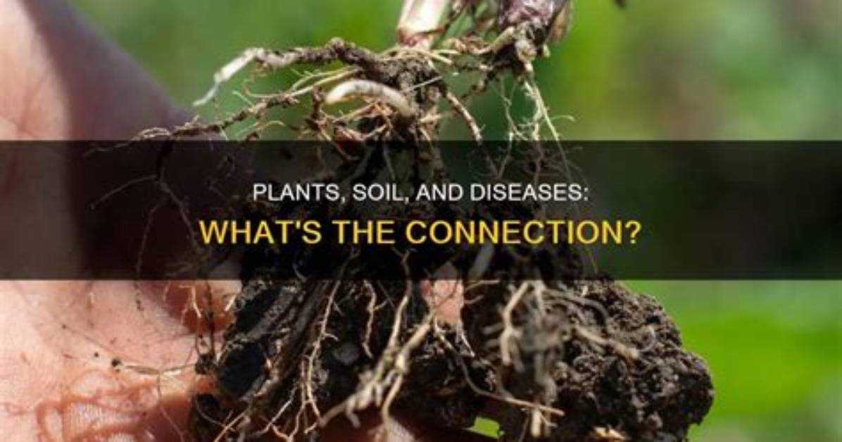 How Do Plants Get Diseases