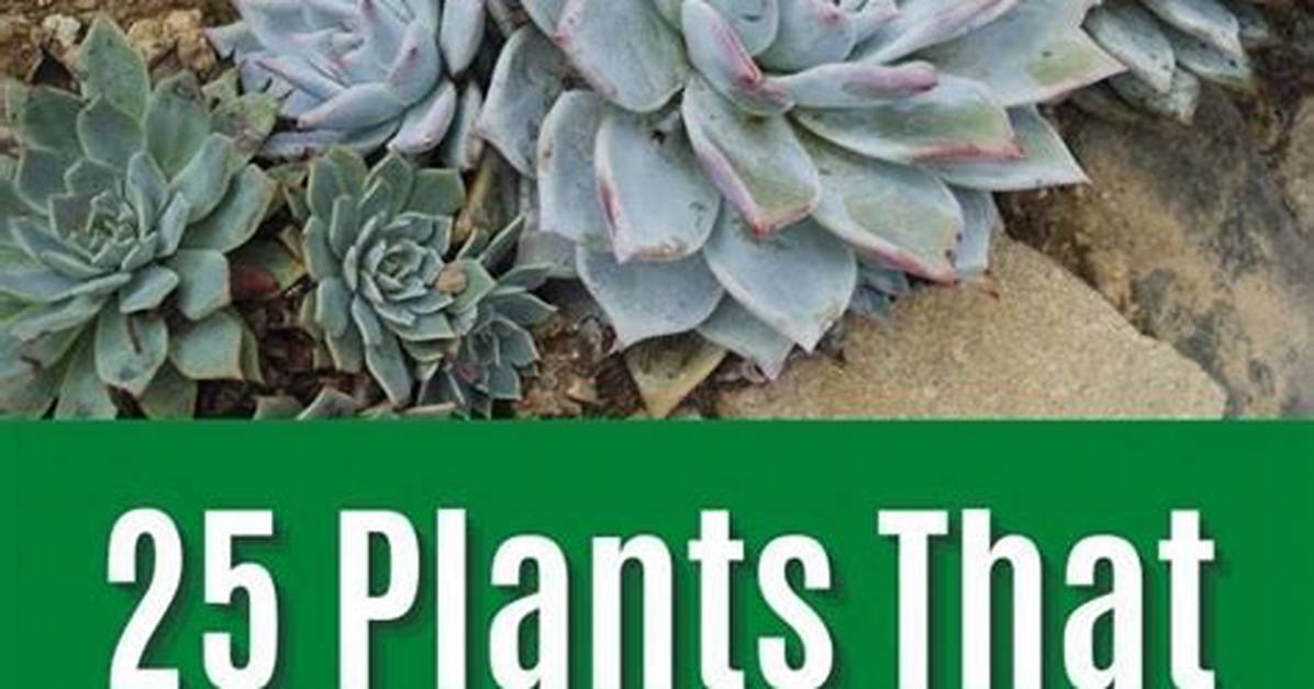 How Do Plants Grow in Rocks