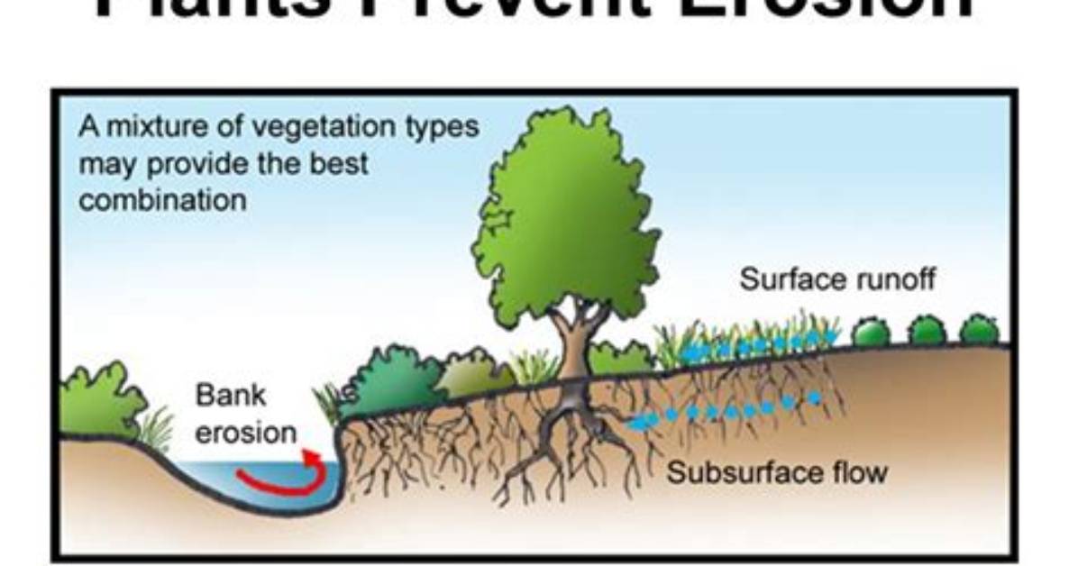 How Do Plants Reduce Wind Erosion