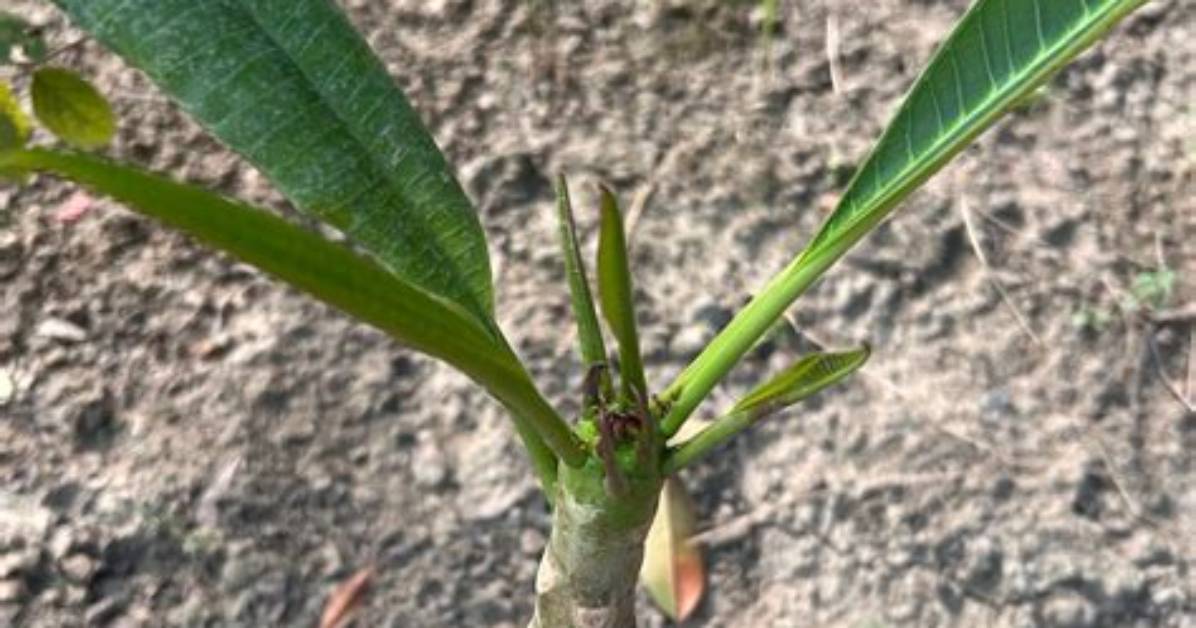 How Do Plumerias Branch