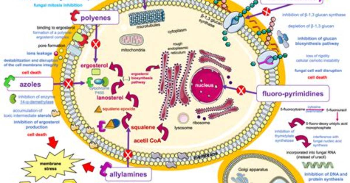 How Do Polyenes Work