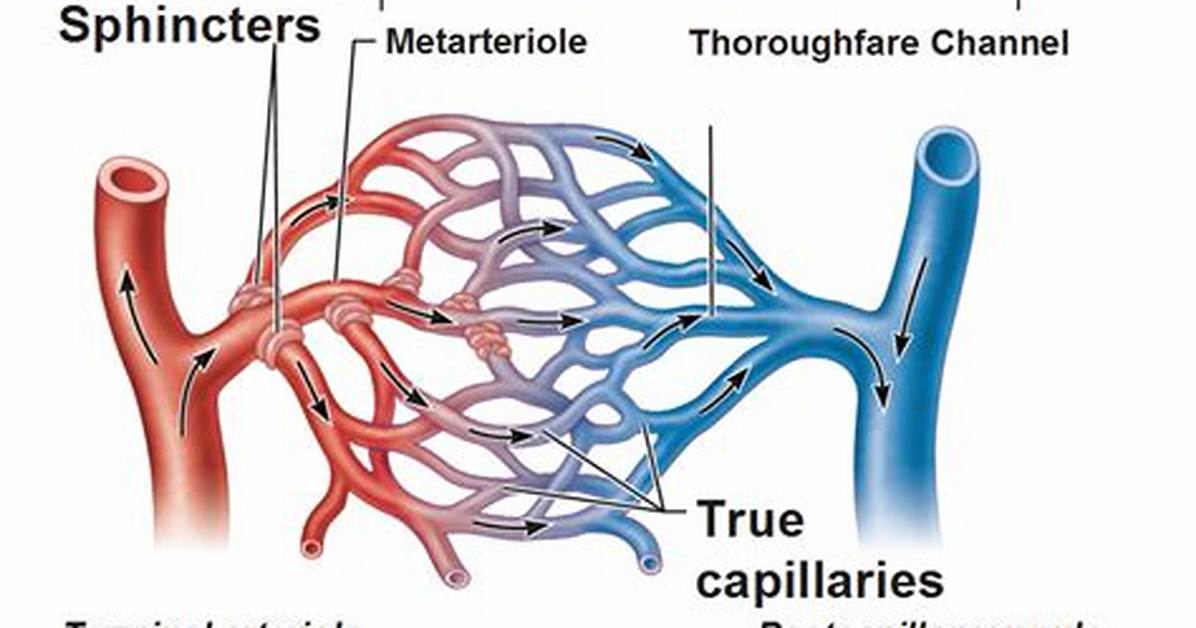 How Do Precapillary Sphincters Control Blood Flow?