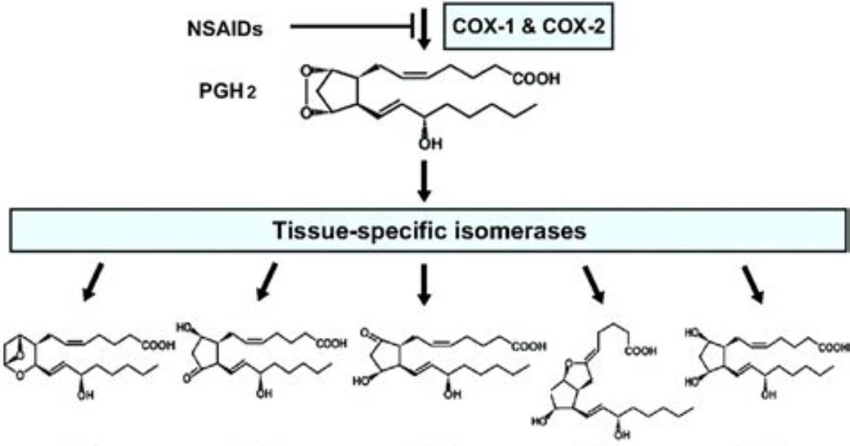 How Do Prostaglandins Cause Inflammation