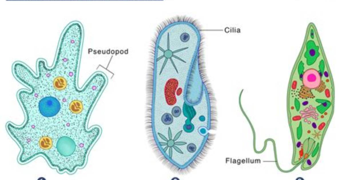 How Do Protist Move