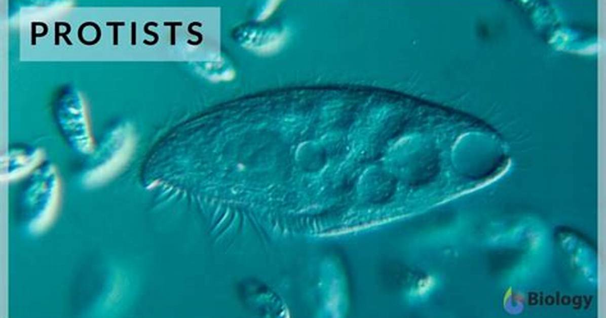 How Do Protists Get Their Energy